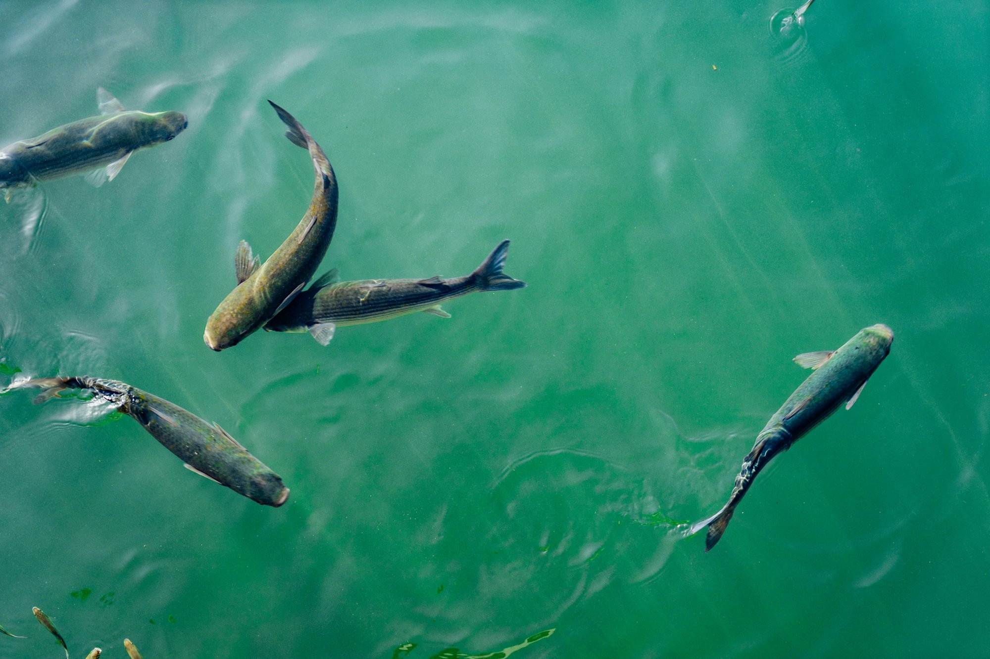 Arctic charr swimming in clear teal water, seen from above